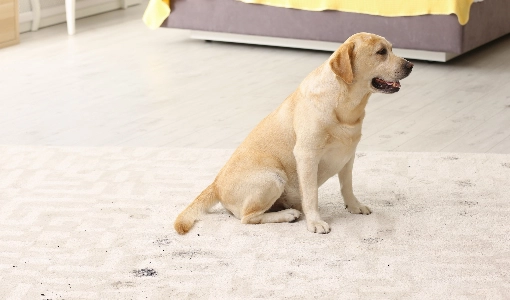 Carpet-DirtDebris-calvetta-b Carpet care | Calvetta Brothers Mentor