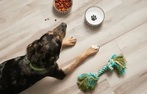 laminate-dirt Pet friendly Laminate | Calvetta Brothers Mentor